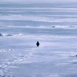 Nietzschean Penguin